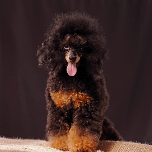 Poodle 2024 x doberman