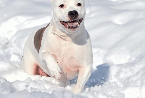 pitbull in the snow