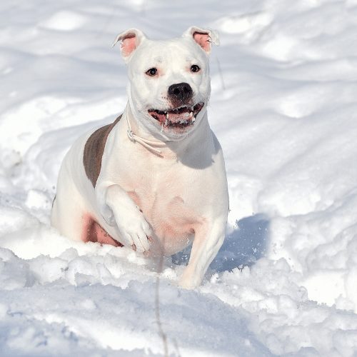 pitbull in the snow