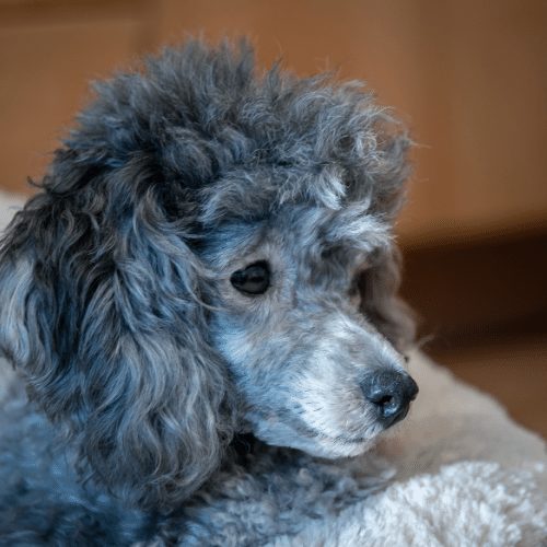 silver poodle