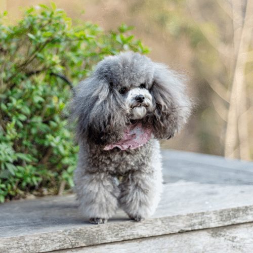 Toy store poodle gray