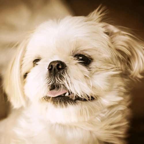 Teacup Shih Tzus Breed Profile Information Training Care Lifestyle