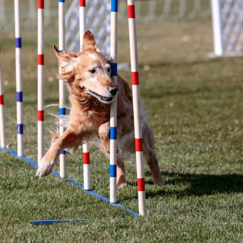 Training weaves sale dog agility