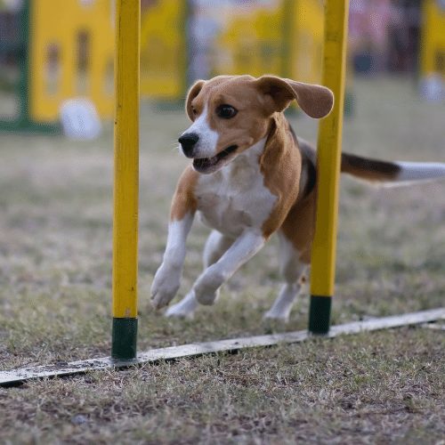 beagle in weave poles