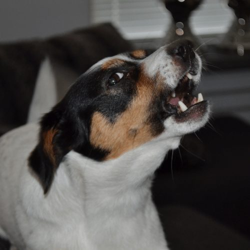 Dog barking store outside at night