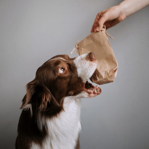 dog treat pouch