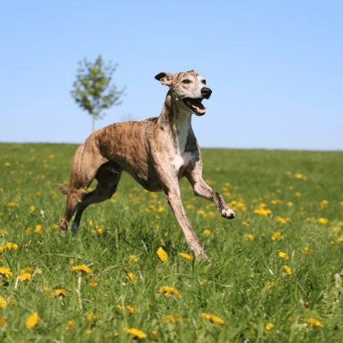 greyhound on a meadow