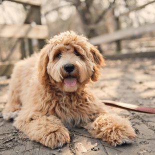 labradoodle lying down