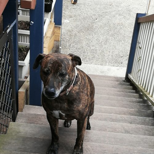 Help old dog down 2024 stairs