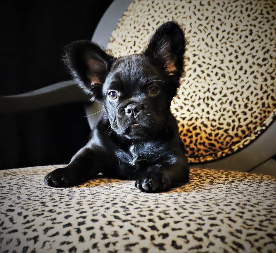 black fluffy frenchie