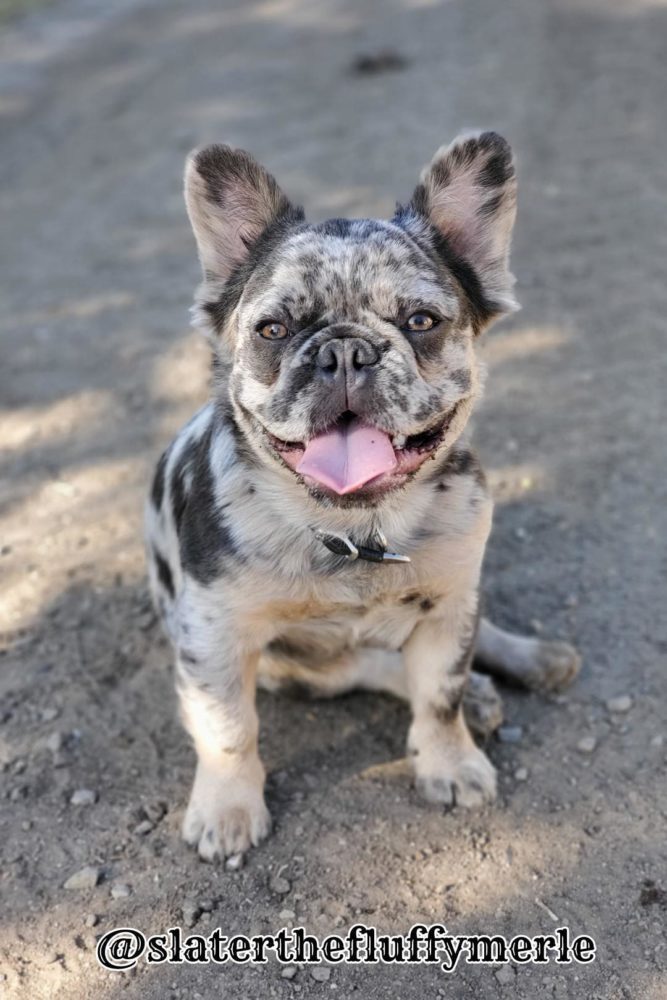 Fluffy Frenchie  Breed Profile  Information  Temperament Cost  Care