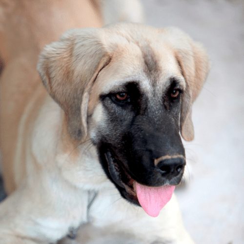 Anatolian shepherd 2024 pointer mix