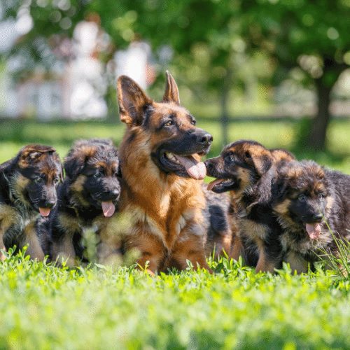 puppy and mom german shepherd