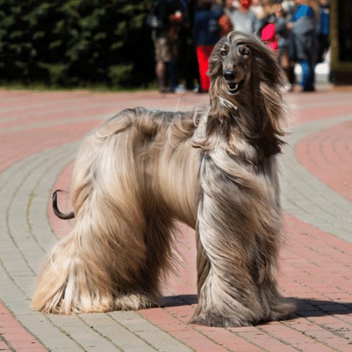 brown afghan hound