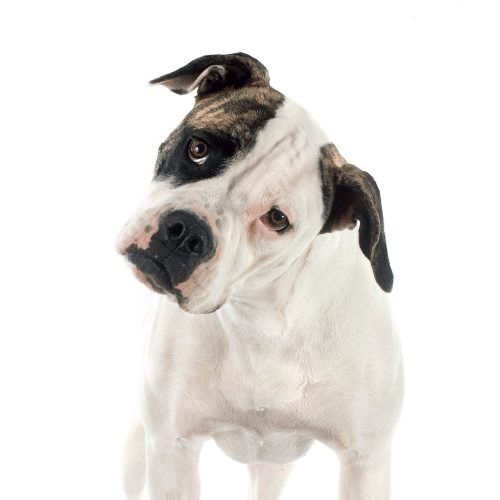 are american bulldog german shepherd mix