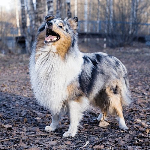 22 Merle Dog Breeds & What Makes Them A Merle Dog