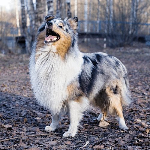 what makes a dog a blue merle