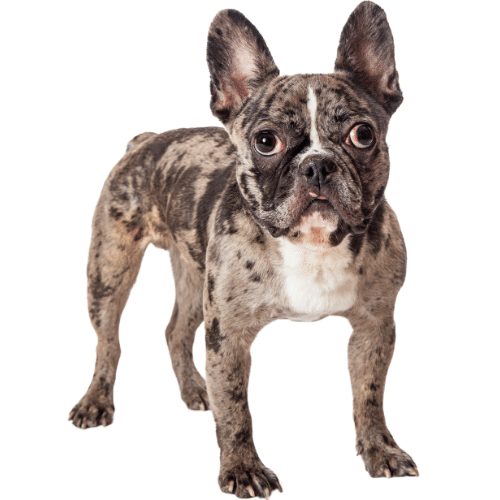 merle french bulldog