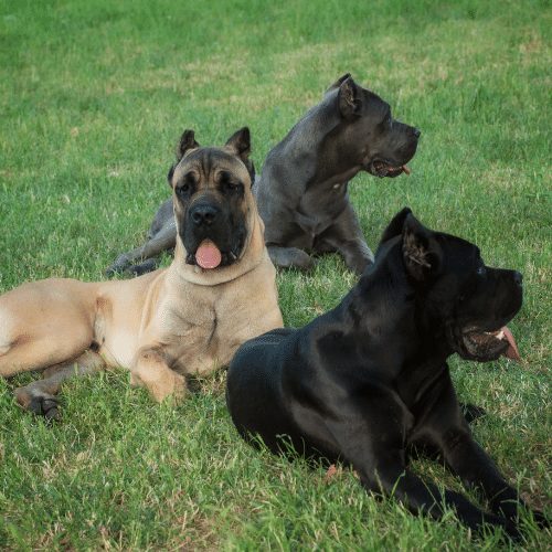 cane corso grey