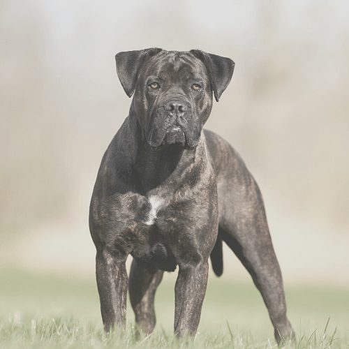 The Cane Corso, a blend of majesty and loyalty