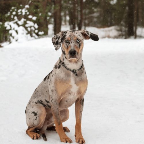 Dogs with store blue merle coats