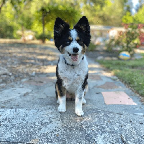 Australian shepherd best sale small mix