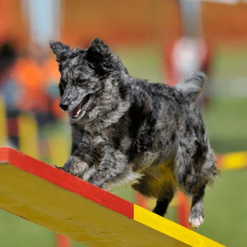 Merle Mudi Dog Agility