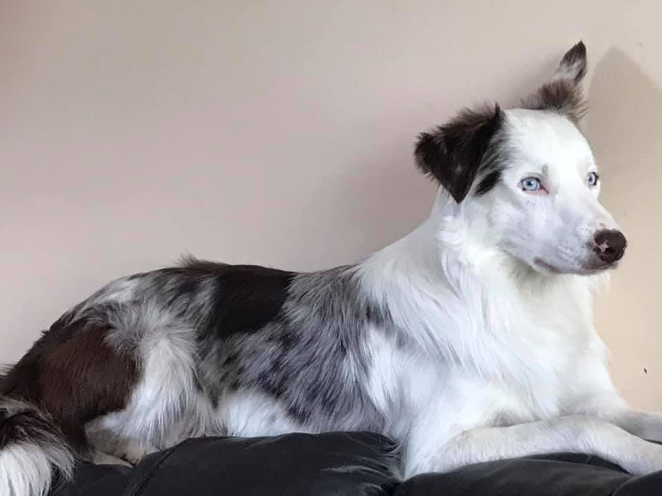 Rare Border Collie Colors & Patterns - Merle, Slate, Sable & More!