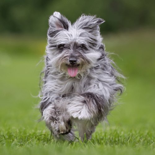 Small grey and white hot sale dog