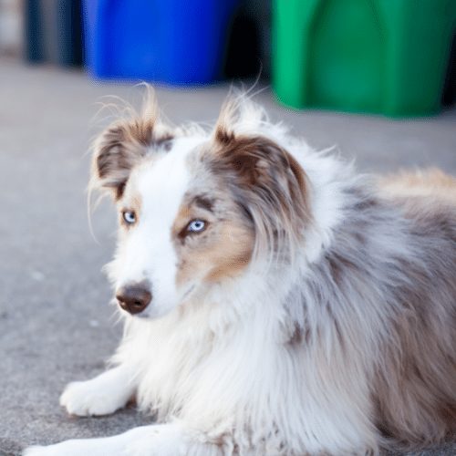 mini aussie red merle tri