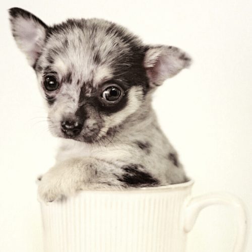 Chihuahua - Toy Dog  Chihuahua dogs, Chihuahua puppies, Teacup