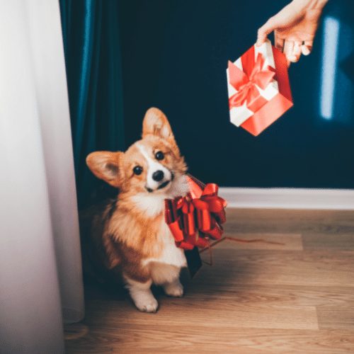 at what age is a cardigan welsh corgi full grown