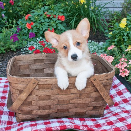 teacup corgi in a basket