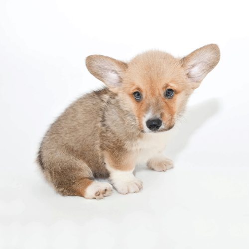 little dog sitting on white ground