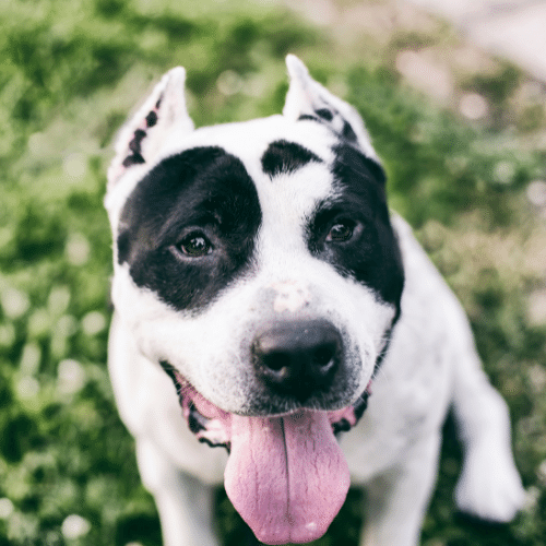 white pitbull with black spots on skin