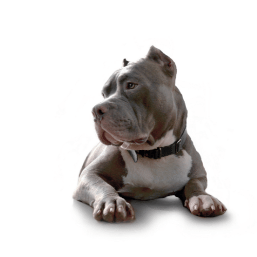 Types of blue store pitbulls