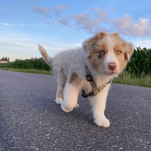 Mini Aussie Colors Merle Solid Colored More