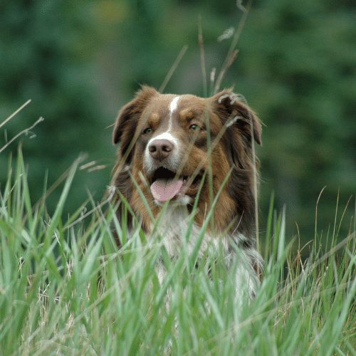 Mini Aussie in the grass