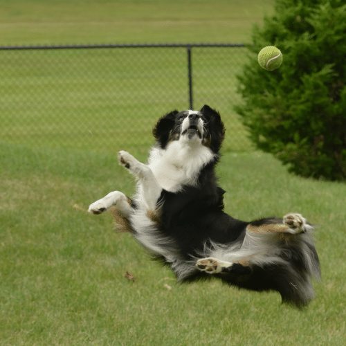 mini aussie and tennis ball