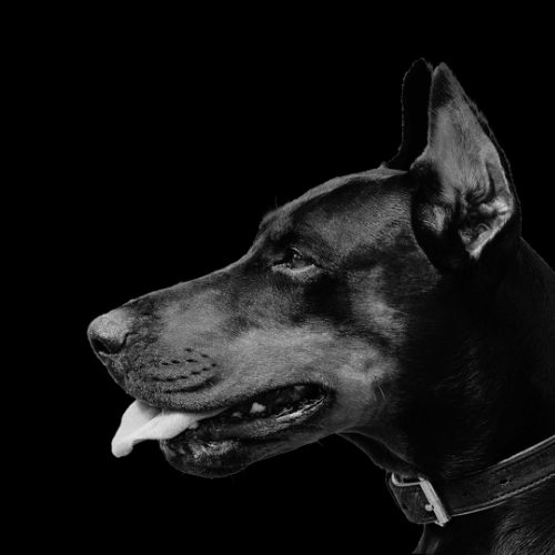 black and white doberman