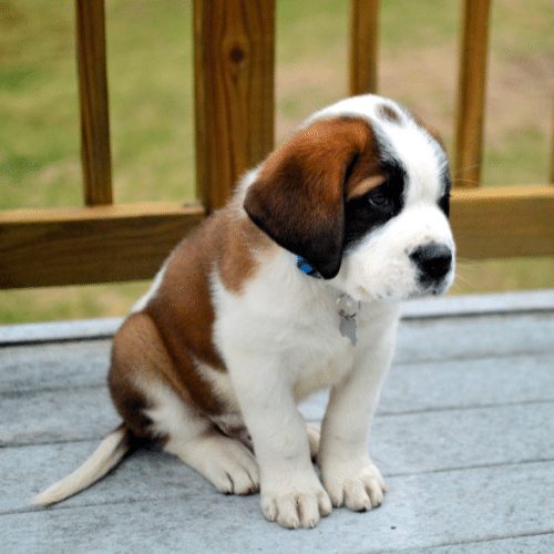 How Much Does a Saint Bernard Cost? - What are annual expenses?