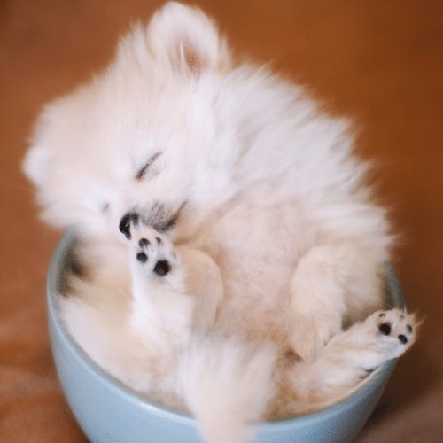 Teacup Pomeranian in a cup