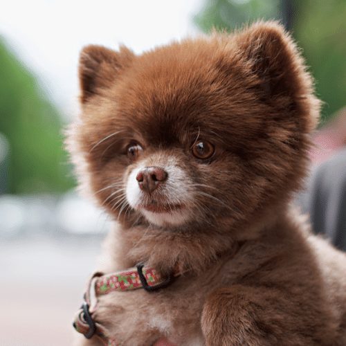 brown Teacup Pomeranian