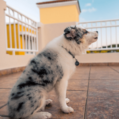 What Are The Best Toys For Australian Shepherds?