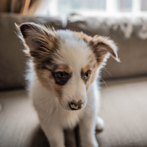 australian sheep dog puppy