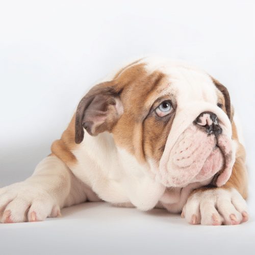 How much does an American Bulldog cost? - SpiritDog Training