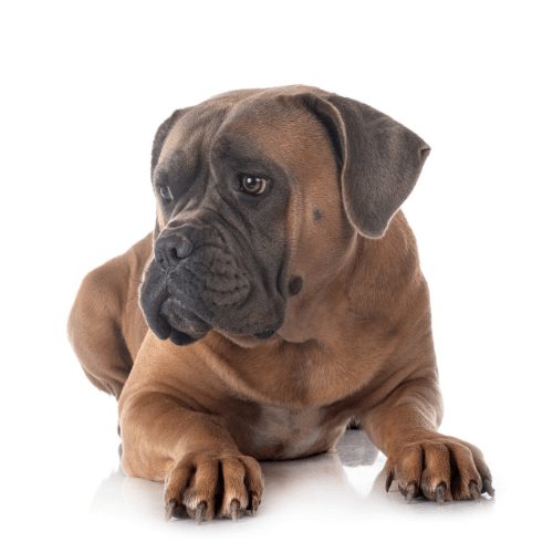 what is a reverse brindle mastiff
