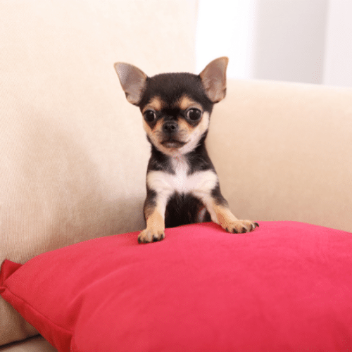 black and tan chihuahua with pillow
