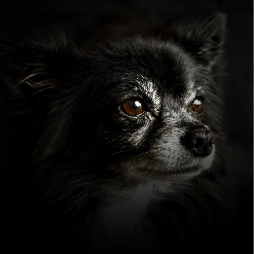 black and silver chihuahua closeup