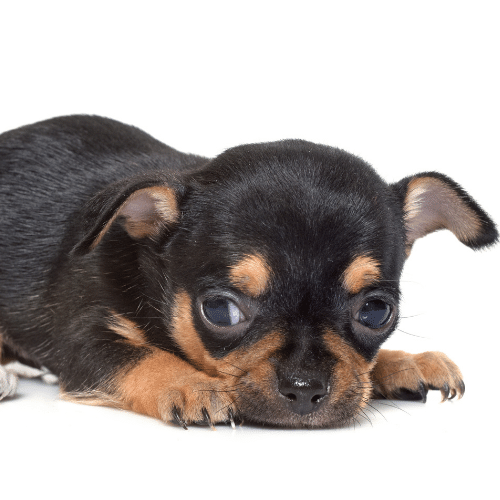 Chihuahua - Blue with Cream Smooth Coat – California Dogs